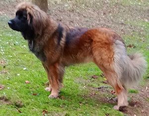 nagybobanya Uj blue nanou