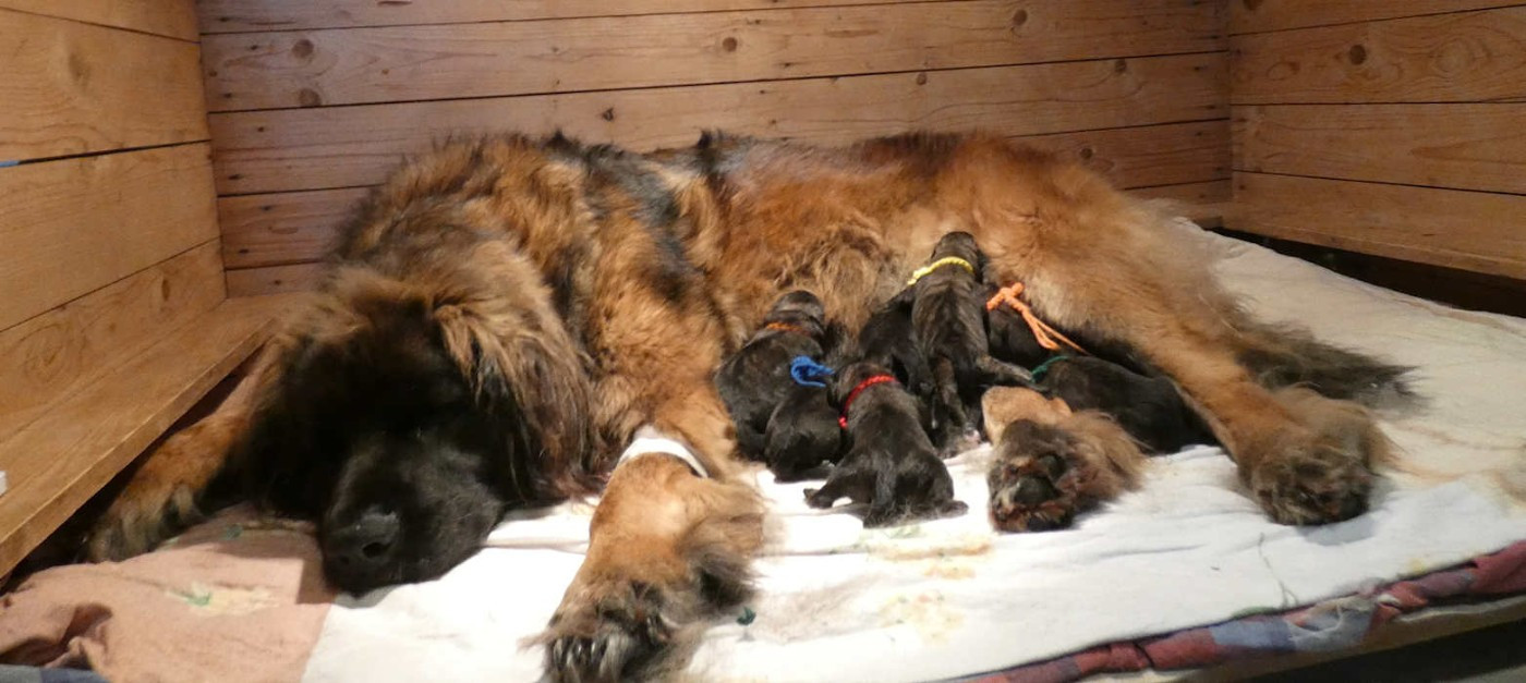 Chiot Leonberger nagybobanya